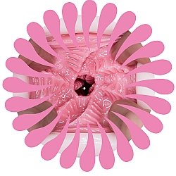 NPG - 魅魔降臨 松本一花 (あたシコ サキュバス 松本いちか)